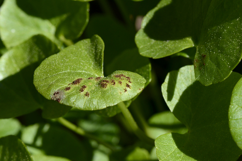 Uromyces ficariae