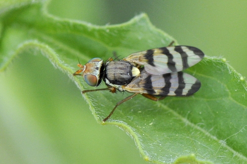 Urophora
