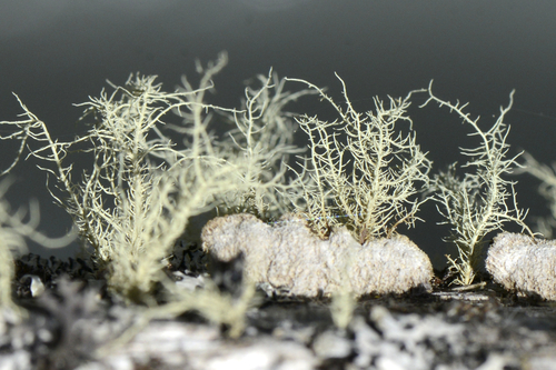 Usnea