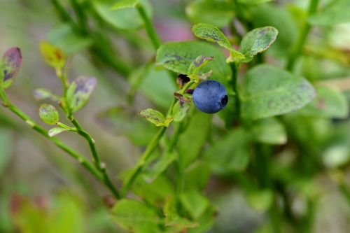 Vaccinium myrtillus
