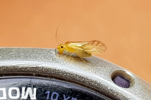 Valenzuela flavidus