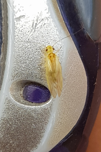 Valenzuela flavidus