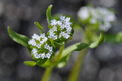 Valerianella locusta