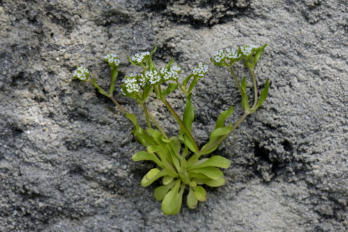 Valerianella locusta