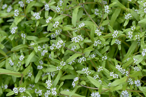 Valerianella locusta