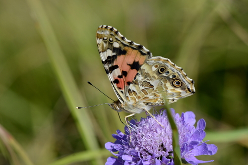 Vanessa cardui
