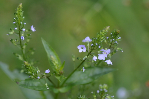 Veronica anagallis-aquatica