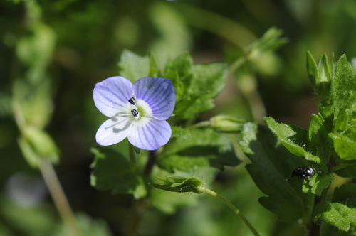 Veronica persica