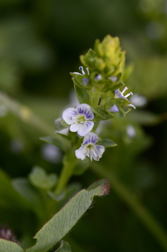 Veronica serpyllifolia