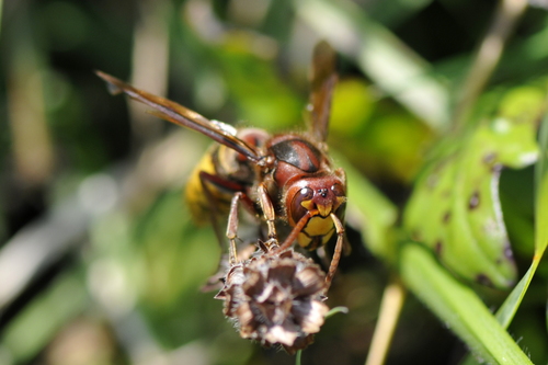 Vespa crabro