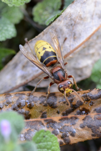 Vespa crabro
