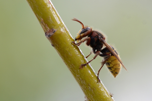 Vespa crabro