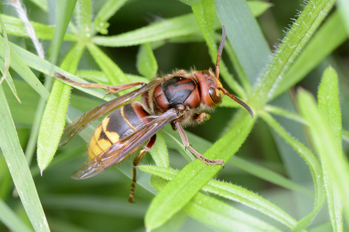 Vespa crabro