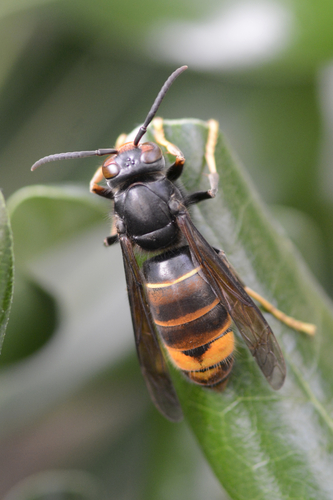 Vespa velutina