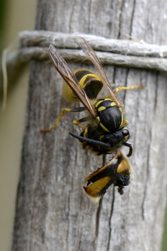 Vespula vulgaris