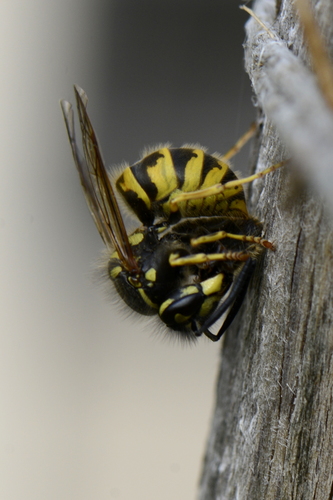 Vespula vulgaris