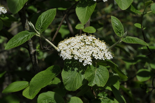 Viburnum lantana