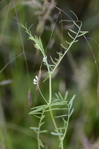 Vicia hirsuta