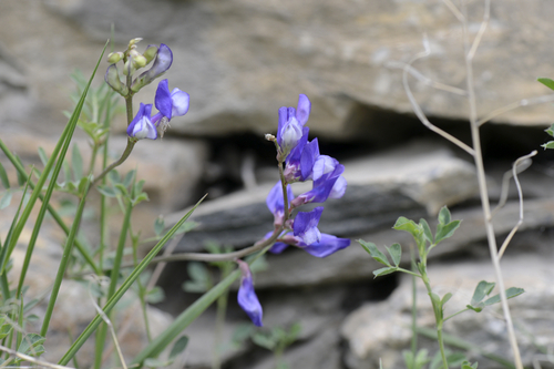 Vicia onobrychioides