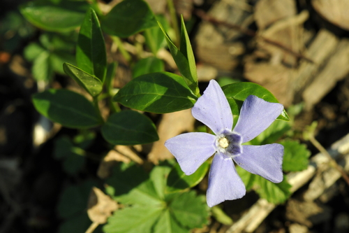 Vinca minor