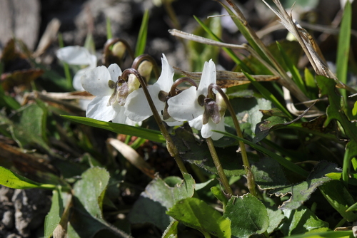 Viola alba