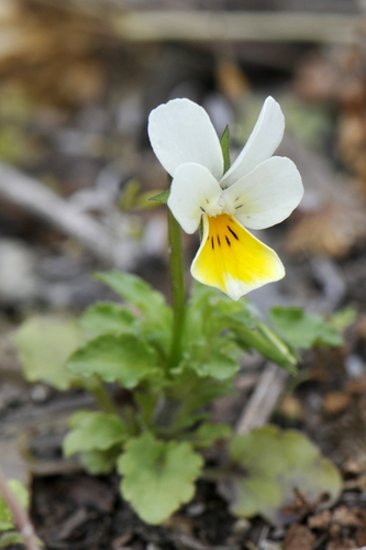Viola arvensis