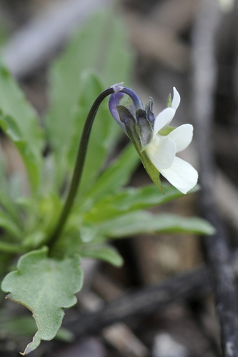 Viola arvensis