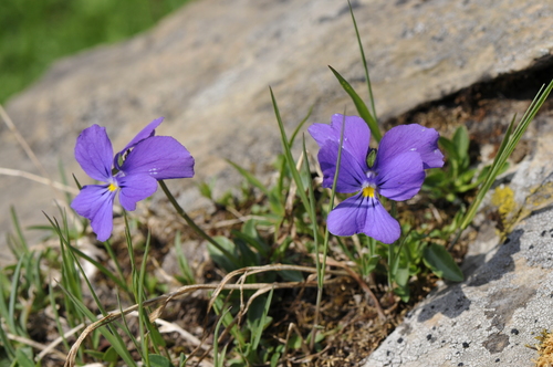 Viola calcarata