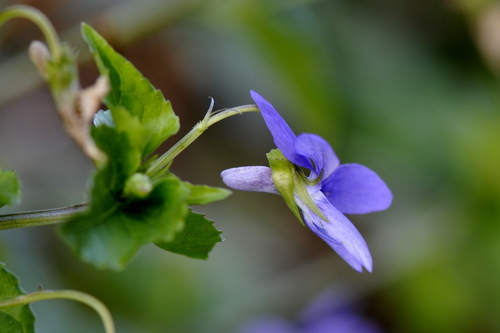 Viola reichenbachiana