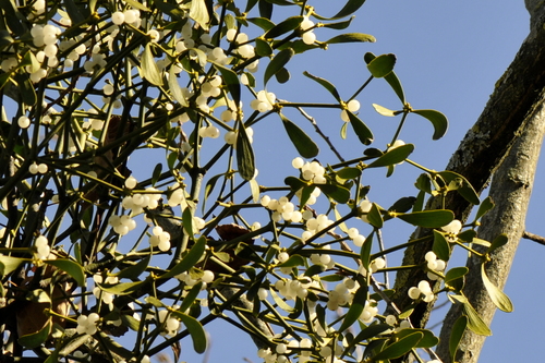 Viscum album