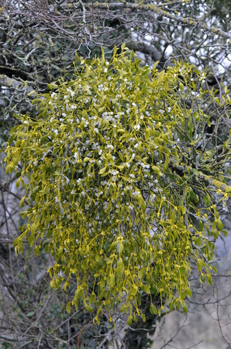 Viscum album
