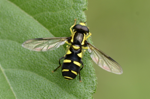 Xanthogramma dives