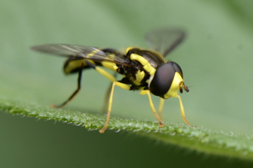 Xanthogramma dives