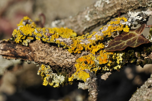 Xanthoria parietina