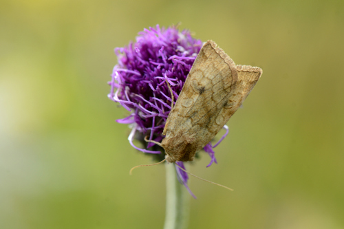 Xestia ochreago
