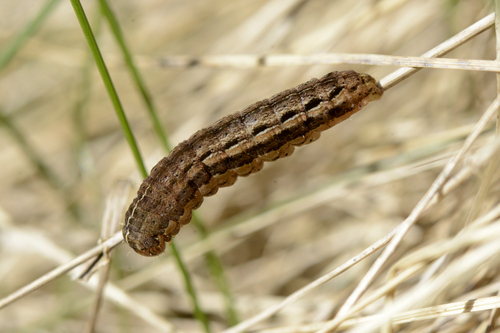 Xestia xanthographa