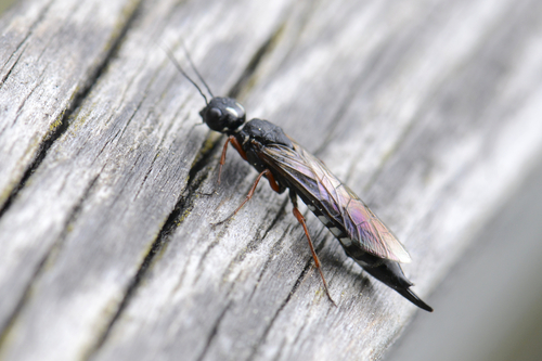 Xiphydria camelus