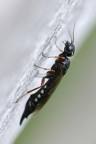 Xiphydria camelus