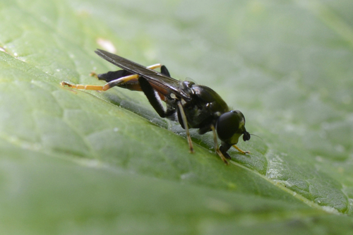 Xylota ignava