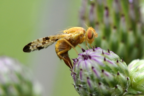 Xyphosia miliaria