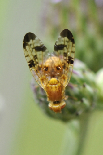 Xyphosia miliaria