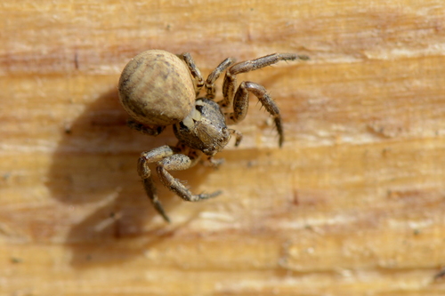 Xysticus
