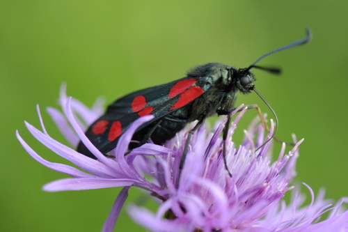 Zygaena filipendulae