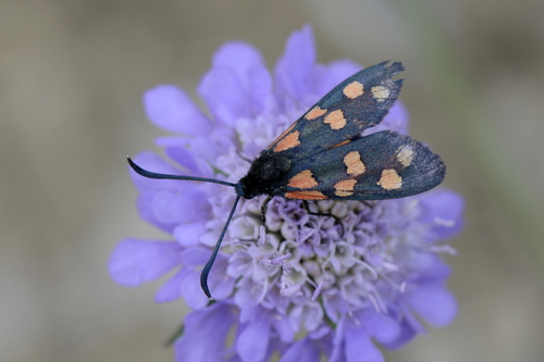 Zygaena transalpina