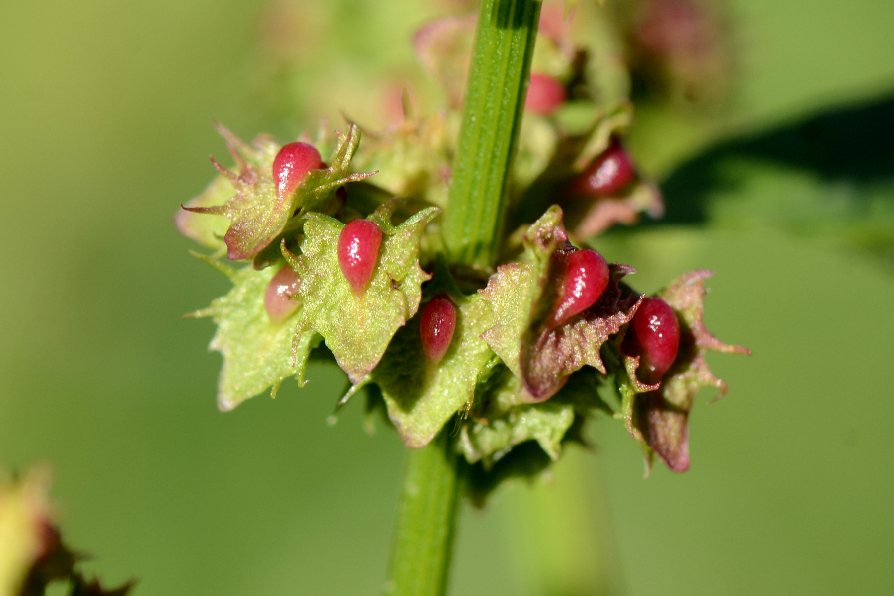 nature-rumex-obtusifolius