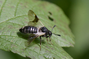 Abia fasciata