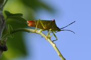 Acanthosoma haemorrhoidale