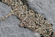 Acarospora