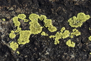 Acarosporales
