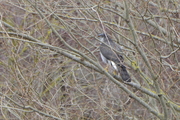 Accipiter gentilis